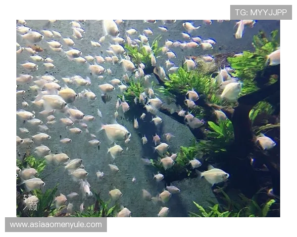 澳门回力海立方简介：澳门回力海立方的投资背景与合作伙伴介绍